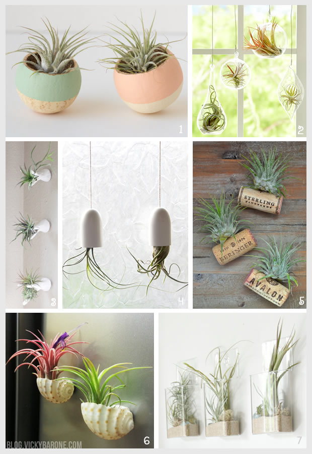 Things I Love: Air Plants