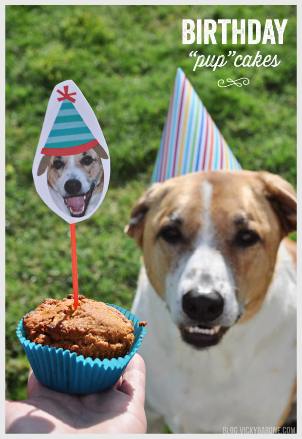 Happy 8th Birthday, Cooper Dog!