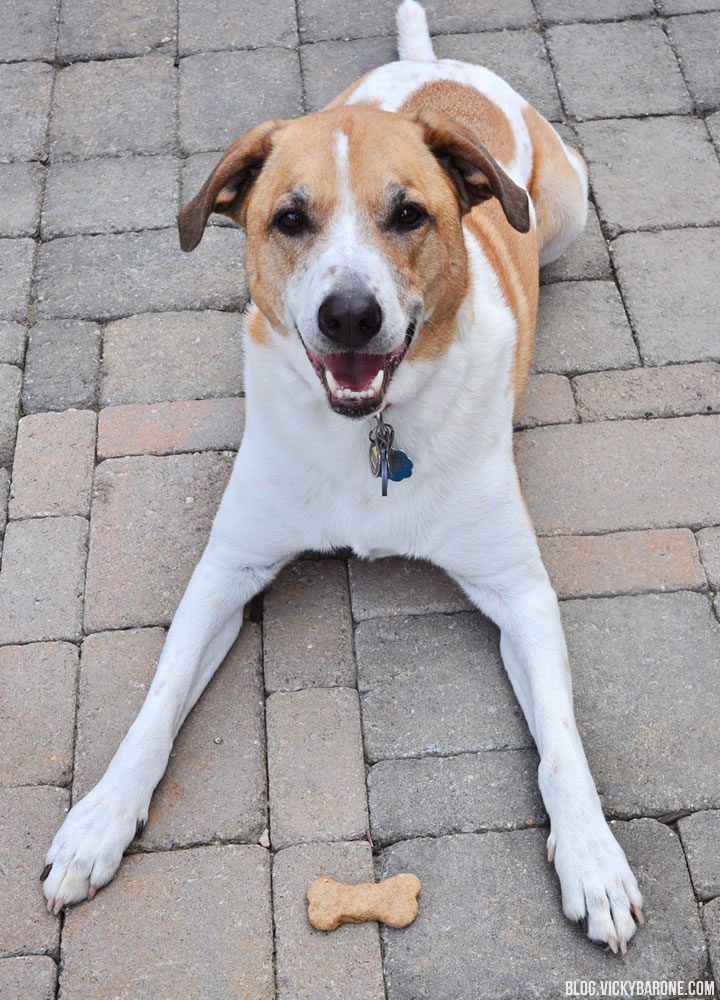 Peanut Butter & Banana Dog Treats | Vicky Barone
