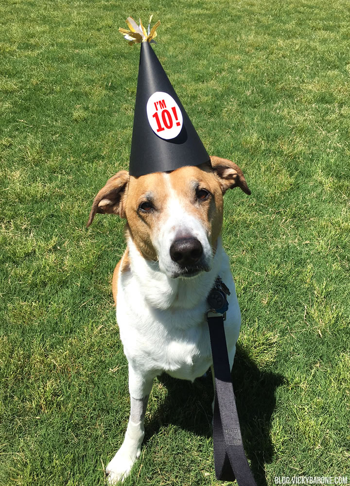 Happy 10th Birthday, Cooper | Doggie Cake Recipe | Vicky Barone